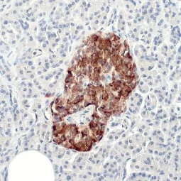 Insulin antibody [HL1393] (GTX636833)