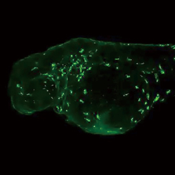 Lcp1 antibody [HL2501] (GTX638859)