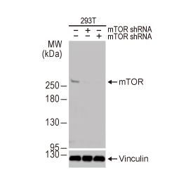 mTOR antibody [HL2216] (GTX638220)