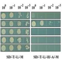 酵母三杂交点对点