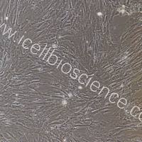 小鼠胸主动脉平滑肌细胞/免疫荧光鉴定