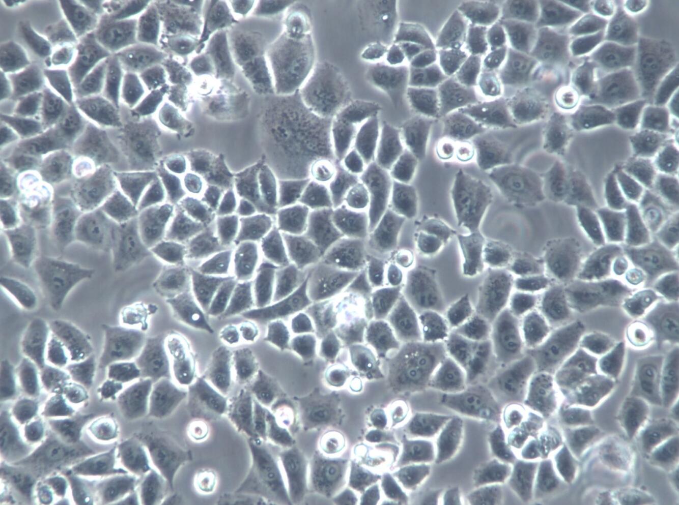 【STR鉴定】IOSE80、IOSE80细胞、IOSE80正