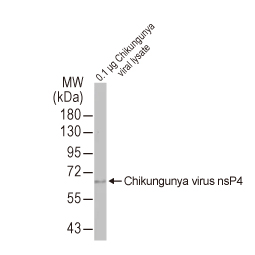 Chikungunya virus nsP4 antibody [HL2580] (GTX638958)