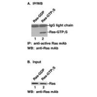 Ras-GTP