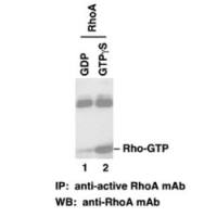 RhoA-GTP
