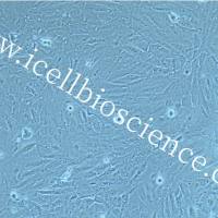 ETK-1 人肝内胆管癌细胞/ETK-1/ETK-1细胞/ETK1细胞/ETK1/STR鉴定