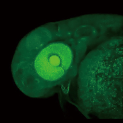 Cdh2 antibody [HL2496] (GTX638854)