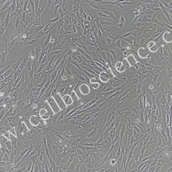 猪骨骼肌成纤维细胞/免疫荧光鉴定/镜像绮点（Cellverse）