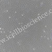 猪骨骼肌成纤维细胞/免疫荧光鉴定/镜像绮点(Cellverse)