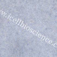 EL-4-B5 小鼠胸腺淋巴瘤细胞 种属鉴定