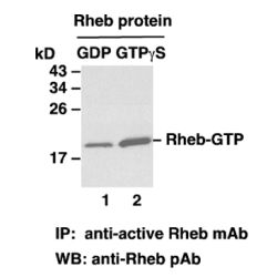 Rheb-GTP