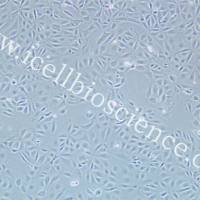 mIMCD-3 |mIMCD-3细胞|mIMCD3|mIMCD3细胞|mIMCD3小鼠肾髓质细胞/种属鉴定