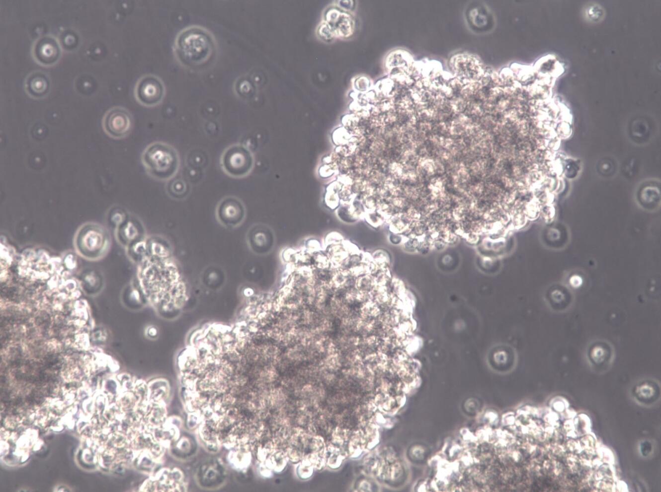 【STR鉴定】NK-92MI、NK-92MI细胞、NK-92