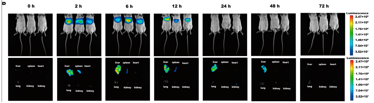 文献速递--评估α-Gal A mRNA治疗Fabry病的代谢基础