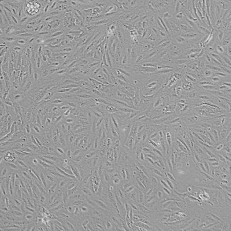 A-498_人肾细胞癌细胞