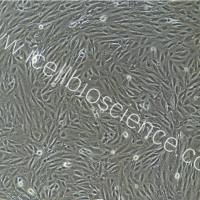 猫主动脉内皮细胞永生化/免疫荧光鉴定