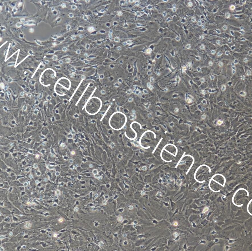 大鼠脊髓星形胶质细胞/免疫荧光鉴定