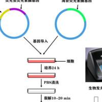 荧光素酶检测