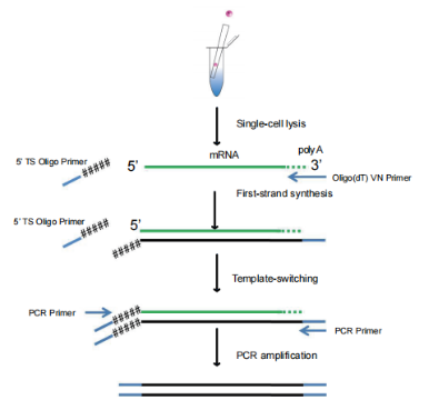Samrt (微量)转录组测序