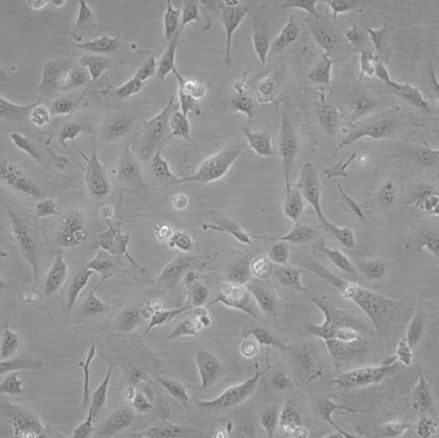 THLE-2 人肝永生化细胞