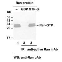 Ran-GTP 小鼠单抗