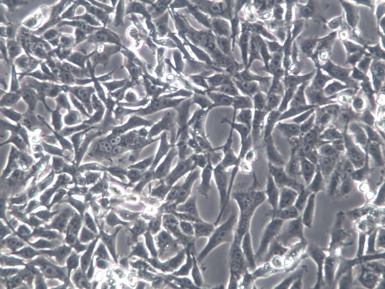 【STR鉴定】143B、143B细胞、143B胸腺激酶缺陷细
