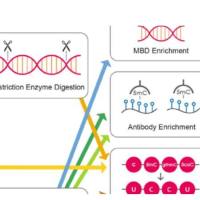 甲基化检测服务