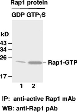 Rap1-GTP 小鼠单抗