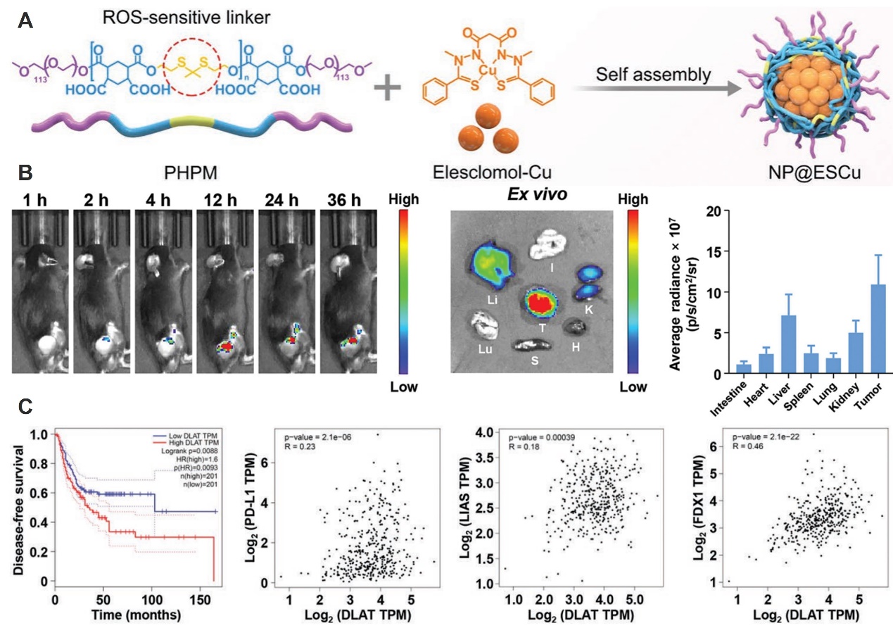 铜死亡|癌症新治疗进展