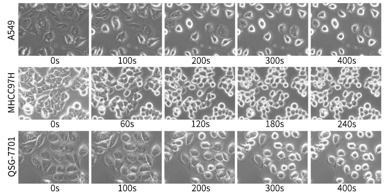 BeyoAOF™重组胰酶细胞消化液(含酚红)
