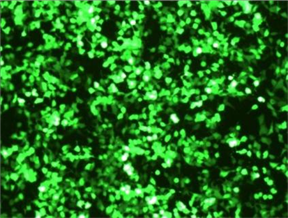 Simple-Fect转染试剂