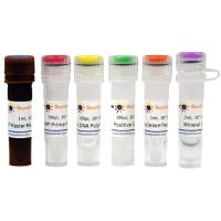 猫细小病毒(FPV)等温扩增变色检测试剂盒