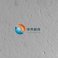 小鼠成牙骨质细胞