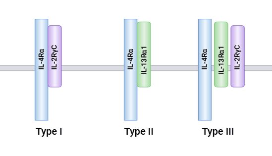 白细胞介素4受体（IL-4R/IL-4Ra）：细胞因子多功能靶点，哮喘、鼻炎、病毒、肿瘤等研究中呈多样潜力！