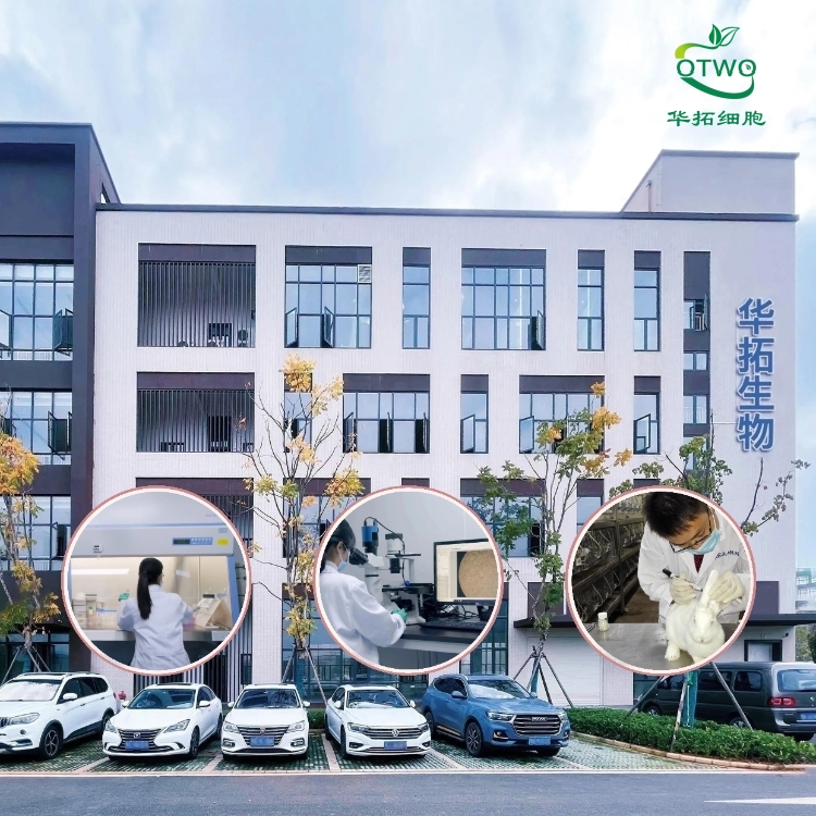 Farage人B淋巴瘤细胞|Farage细胞|人B淋巴瘤细胞