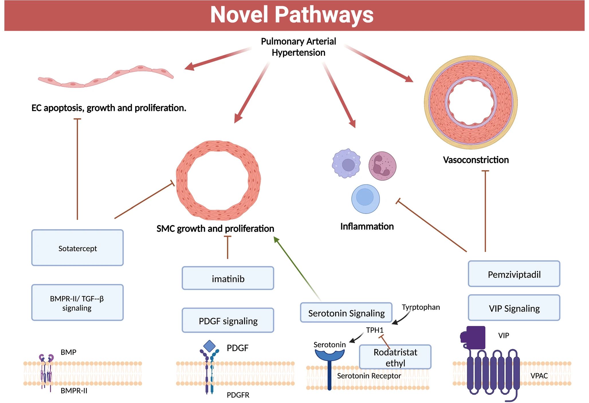 肺动脉高压突破性疗法获FDA批准上市