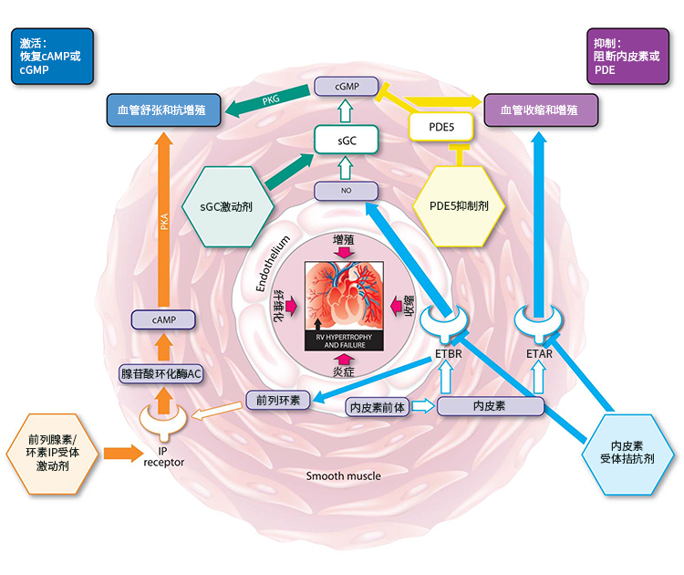 肺动脉高压突破性疗法获FDA批准上市