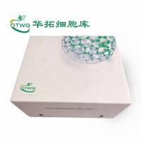 Farage人B淋巴瘤细胞|Farage细胞|人B淋巴瘤细胞