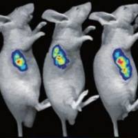 小动物活体成像实验