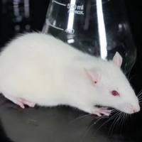 SD Rats 封闭群大鼠