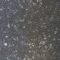 C6+luc 大鼠脑胶质瘤细胞/荧光素酶标记/种属鉴定