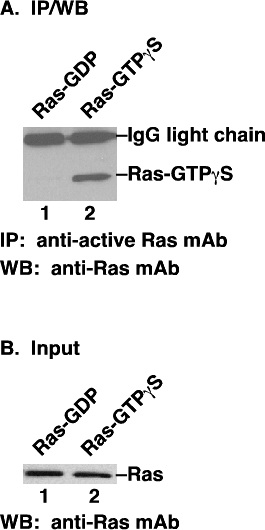 Ras-GTP