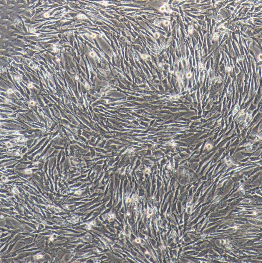 小鼠脂肪干细胞永生化  免疫荧光鉴定