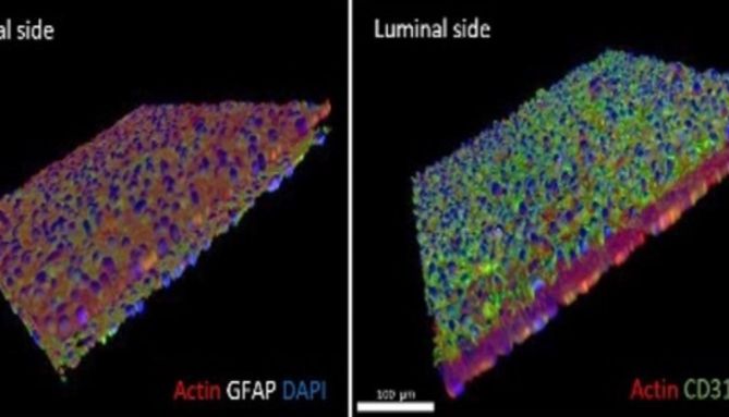 AKITA器官芯片应用--血脑屏障药物渗透性测试_曼博生物