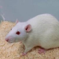 脑缺血损伤实验