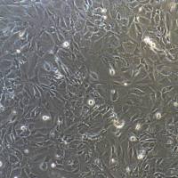 小鼠骨髓巨噬细胞永生化/免疫荧光鉴定