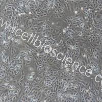 小鼠肾集合管上皮细胞/免疫荧光鉴定