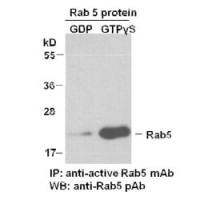 Rab5-GTP 小鼠单抗