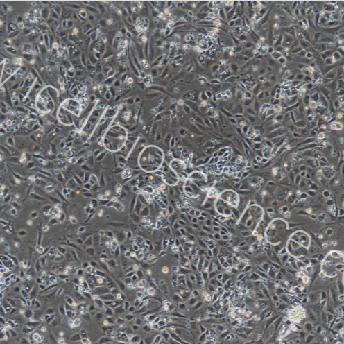 大鼠子宫内膜上皮细胞  免疫荧光鉴定