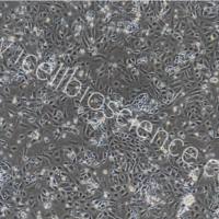 大鼠子宫内膜上皮细胞/免疫荧光鉴定